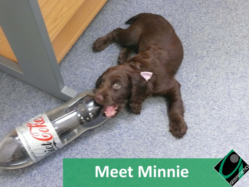 Meet Minnie